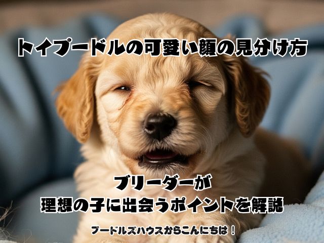 トイプードルの可愛い顔の見分け方！ブリーダーが理想の子に出会うポイントを解説 キャプション 説明 ファイルの URL: https://globalbrog.jp/wp-content/uploads/2025/10/トイプードルの可愛い顔の見分け方｜ブリーダーが理想の子に出会うポイントを解説.jpg URL をクリップボードにコピー 選択されたメディアアクションアイキャッチ画像を設定 選択されていません