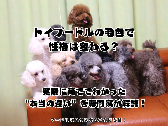 トイプードルの毛色で性格は変わる？実際に育ててわかった“本当の違い”を専門家が解説！