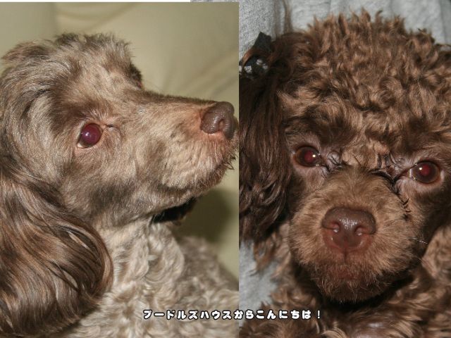 我が家で育てた2頭のブラウンのトイプードル
