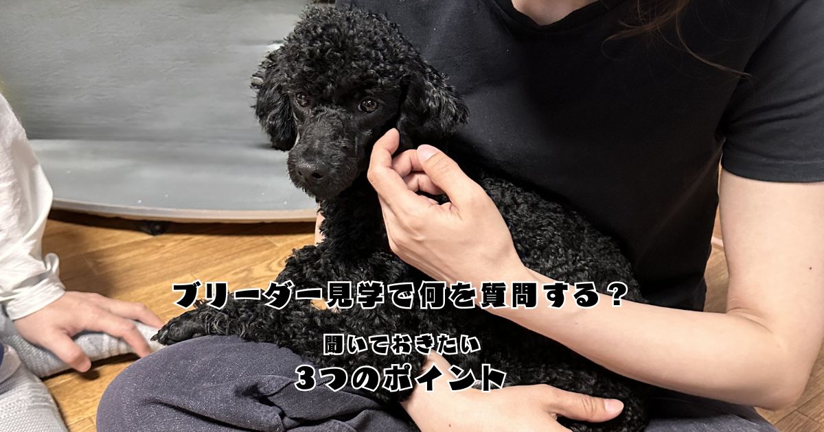 ブリーダー見学で子犬を見ながら質問している様子をイメージした場面