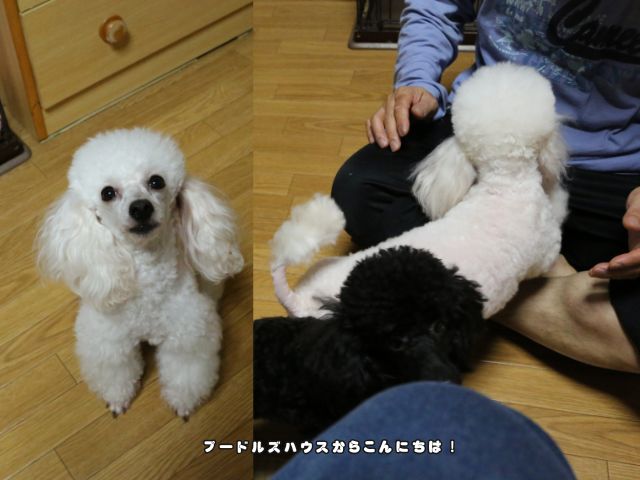 人やほかの犬と一緒に過ごすホワイトのトイプードル