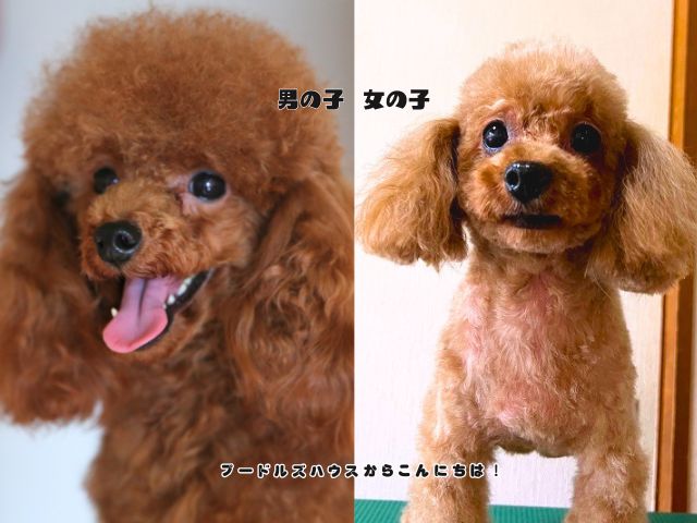 レッドのトイプードルの男の子と女の子