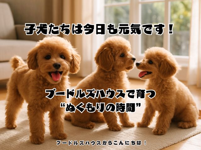 子犬たちは今日も元気です！プードルズハウスで育つ“ぬくもりの時間”