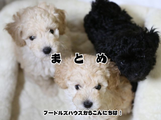 岐阜で小型犬を探すなら！