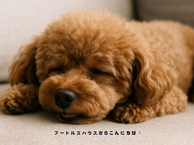 犬が寝言を言う時の心理と原因を解説！