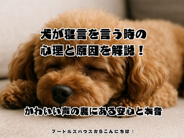 犬が寝言を言う時の心理と原因を解説！かわいい声の裏にある安心と本音