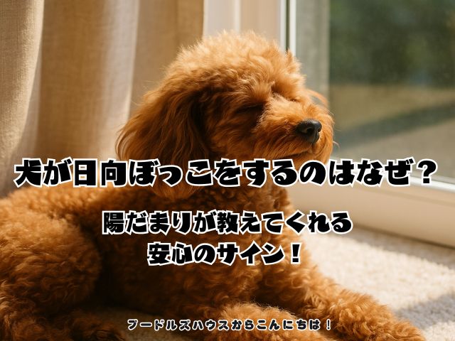 犬が日向ぼっこをするのはなぜ？陽だまりが教えてくれる安心のサイン！