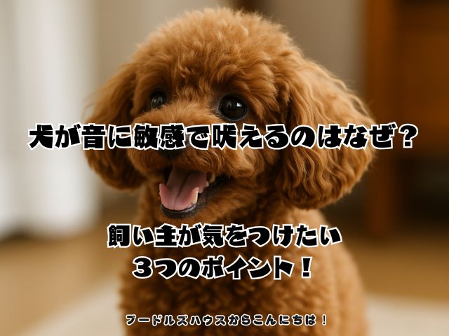 犬が音に敏感で吠えるのはなぜ？飼い主が気をつけたい３つのポイント！