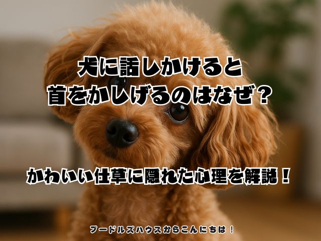 犬に話しかけると首をかしげるのはなぜ？かわいい仕草に隠れた心理を解説！
