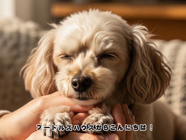 犬は言葉よりも空気で感じ取る？