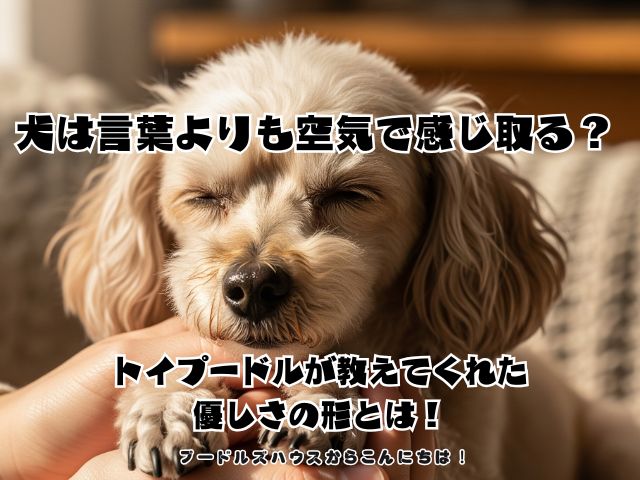 犬は言葉よりも空気で感じ取る？トイプードルが教えてくれた優しさの形とは！