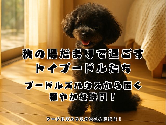 秋の陽だまりで過ごすトイプードルたち｜プードルズハウスから届く穏やかな時間！