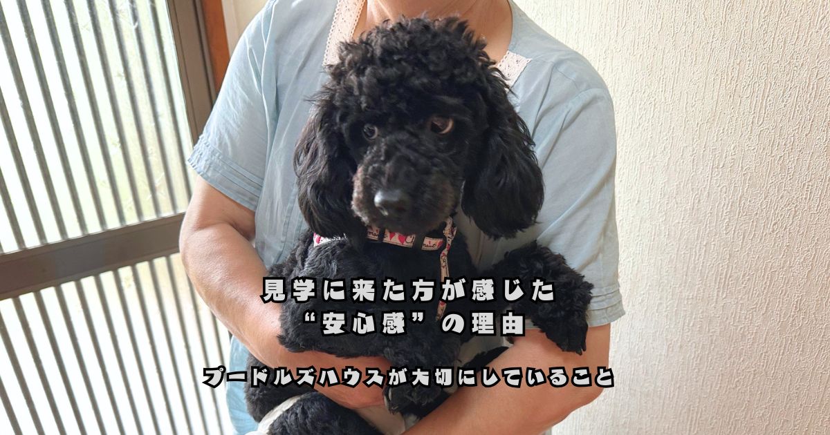 ブリーダー見学でトイプードルを抱っこしながら安心して触れ合っている様子