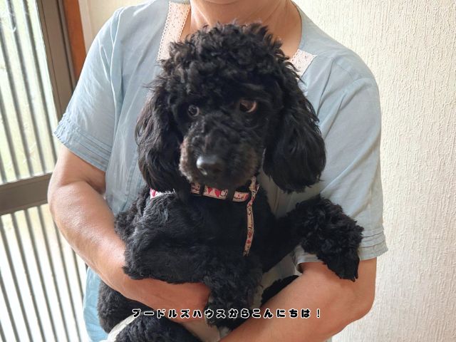 ブリーダー見学でトイプードルを抱っこしながら安心して触れ合っている様子