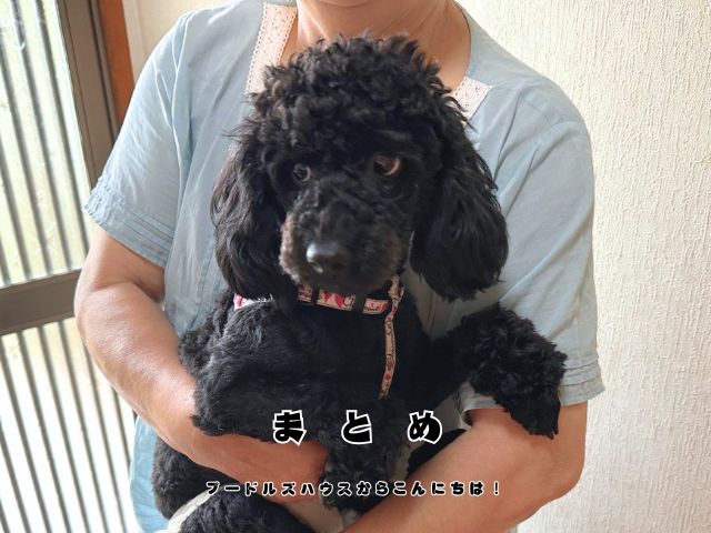 ブリーダー見学で安心してトイプードルと触れ合っている様子