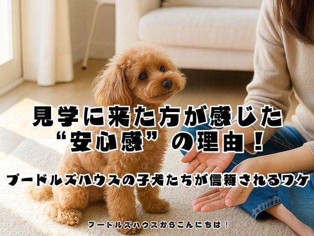 見学に来た方が感じた“安心感”の理由！プードルズハウスの子犬たちが信頼されるワケ