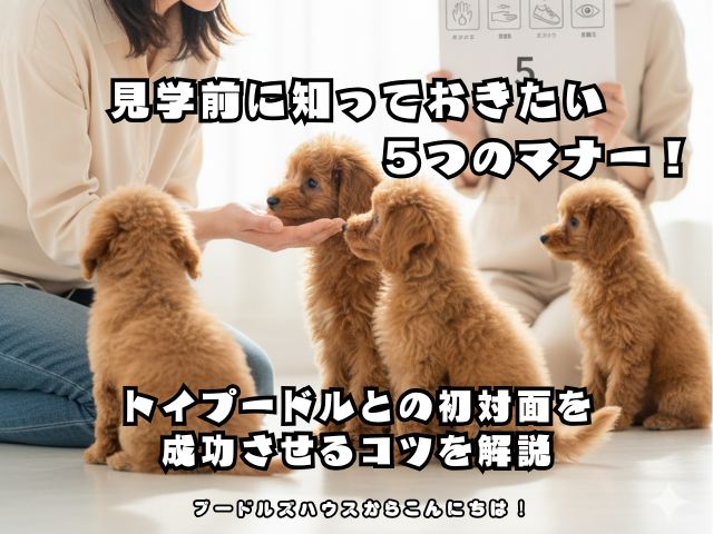 見学前に知っておきたい５つのマナー！トイプードルとの初対面を成功させるコツを解説