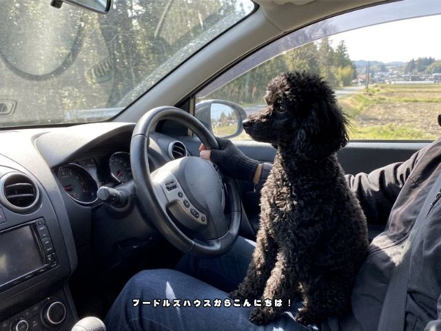運転席に一緒に座るブラックのトイプードル