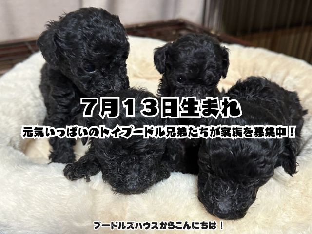 ７月１３日生まれ｜元気いっぱいのトイプードル兄弟たちが家族を募集中！