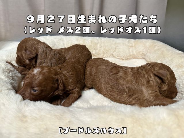 ９月２７日生まれの子犬たち （レッド メス２頭、レッドオス1頭）