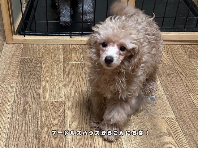 子犬のお迎え後1週間に起きやすい変化と過ごし方
