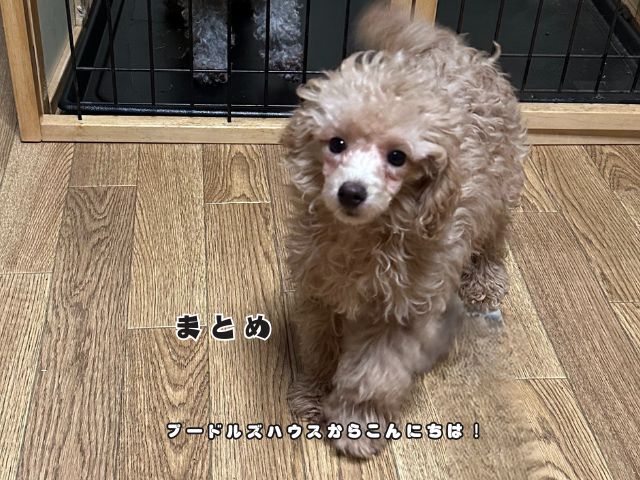 子犬のお迎え後1週間の過ごし方を紹介するまとめ画像