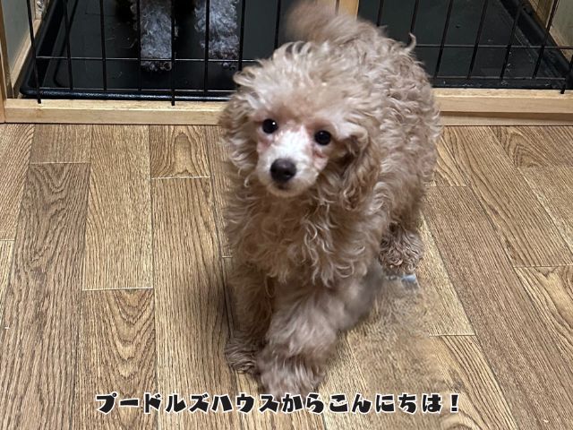 子犬のお迎え後１週間で起きること！