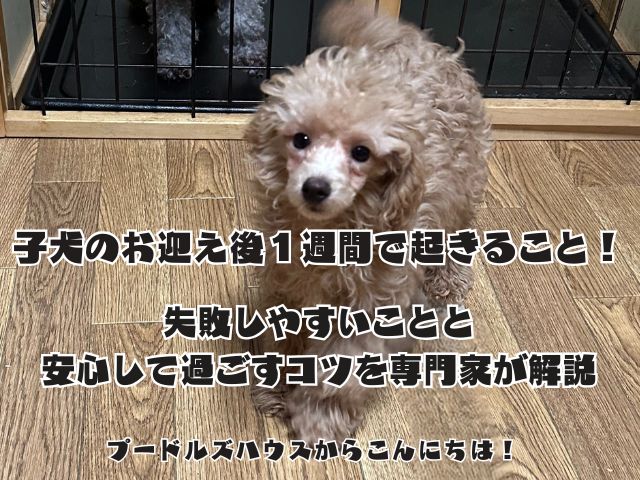 子犬のお迎え後１週間で起きること！失敗しやすいことと安心して過ごすコツを専門家が解説