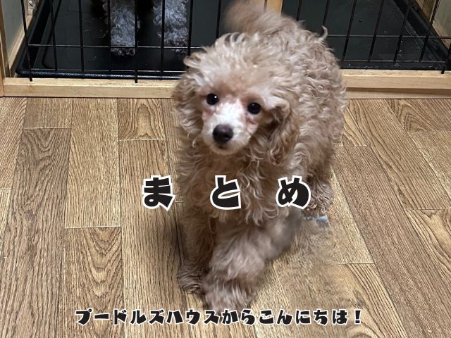 子犬のお迎え後１週間で起きること！失敗しやすいことと安心して過ごすコツを専門家が解説【まとめ】