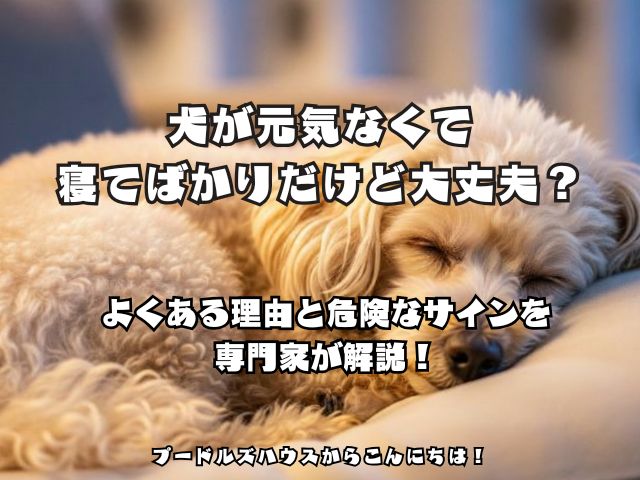 犬が元気なくて寝てばかりだけど大丈夫？よくある理由と危険なサインを専門家が解説！