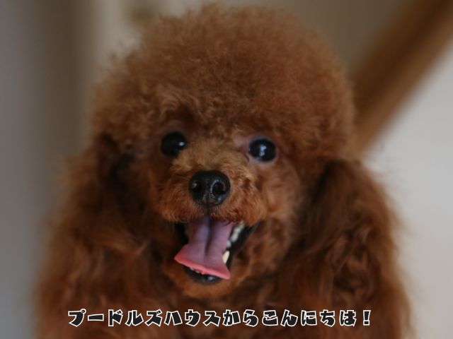 犬が飼い主を目で追う理由とは？