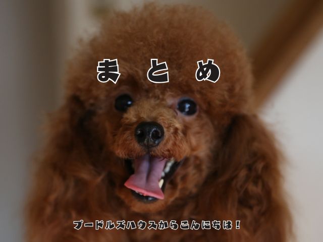 犬が飼い主を目で追う理由とは？【まとめ】