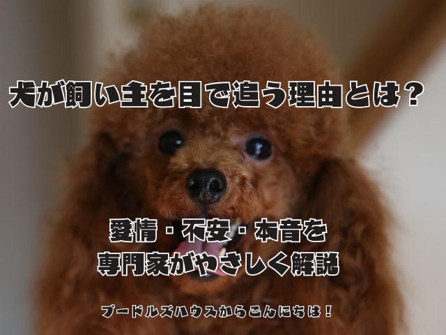 犬が飼い主を目で追う理由とは？愛情・不安・本音を専門家がやさしく解説