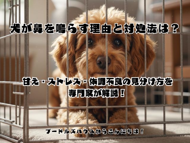 犬が鼻を鳴らす理由と対処法は？甘え・ストレス・体調不良の見分け方を専門家が解説！