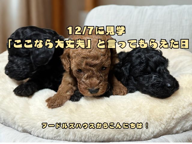 見学に来た方を迎えるトイプードルの子犬たち