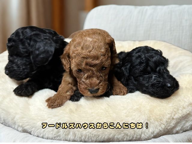 見学中に落ち着いた様子で過ごすトイプードルの子犬たち 