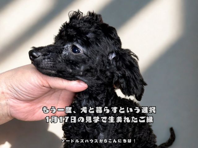 もう一度、犬と暮らすという選択｜1月17日の見学で生まれたご縁