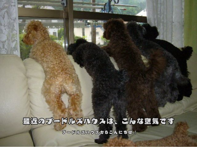 窓辺に並んで外を眺めるトイプードルたちの日常風景