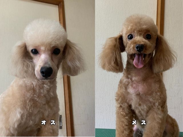 トイプードルのオスとメスを比較した写真