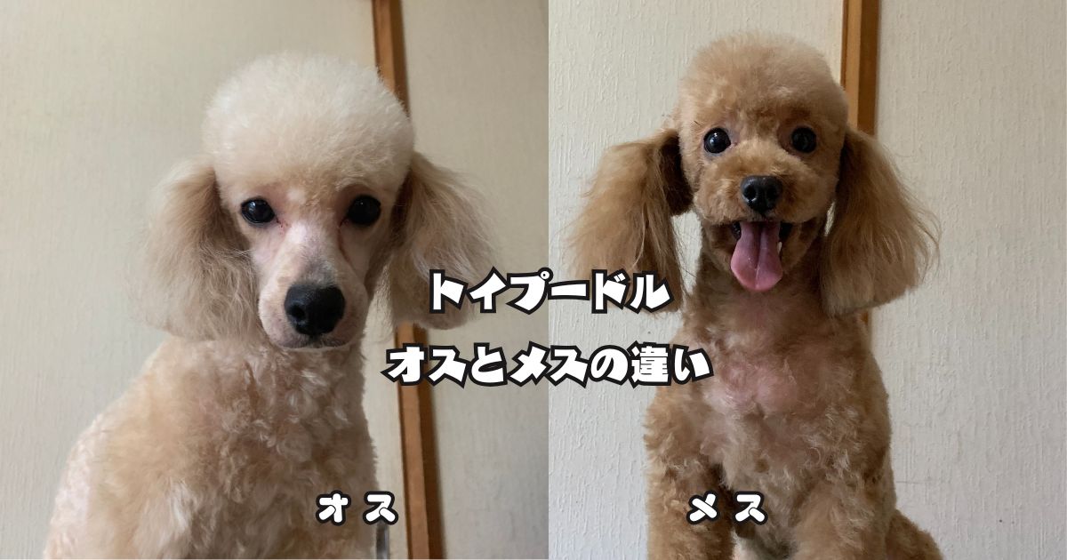 トイプードルのオスとメスの違いを比較した写真