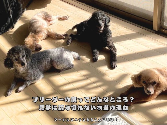 ブリーダーの家ってどんなところ？｜見学に踏み切れない本当の理由