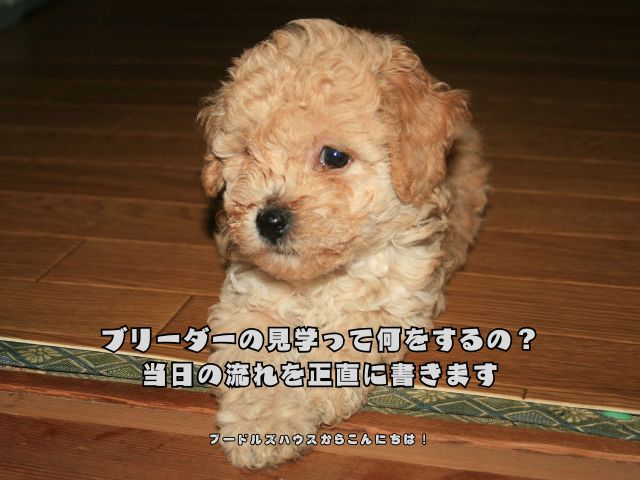 ブリーダーの見学って何をするの？｜当日の流れを正直に書きます