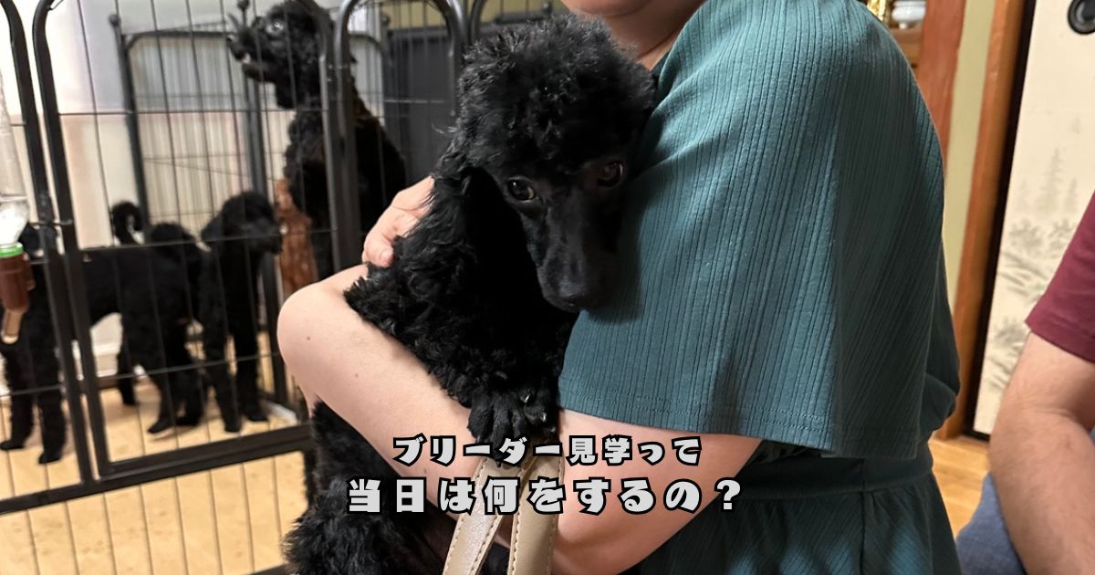 見学に来たご家族がトイプードルの子犬を抱っこしながら触れ合っている様子