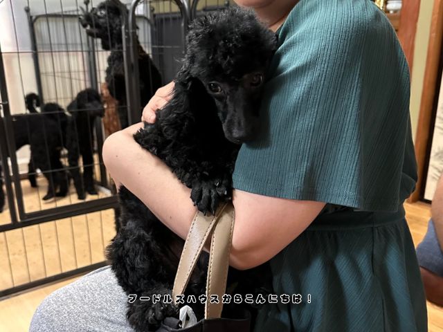 トイプードルのブリーダー見学で子犬を抱っこしながら実際に触れ合っている様子