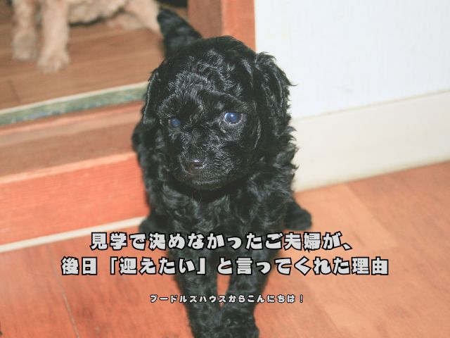 見学で決めなかったご夫婦が、後日「迎えたい」と言ってくれた理由