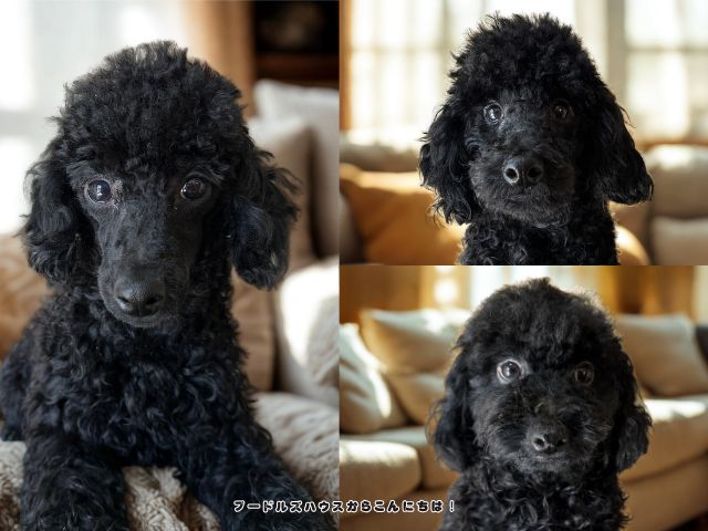 7月13日生まれブラックトイプードル3兄弟の現在の様子(生後7か月)
