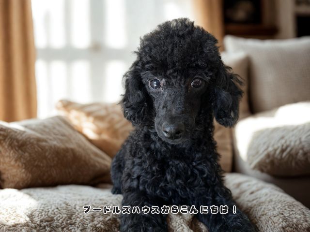 岐阜のブリーダーで育つブラックトイプードル男の子(7か月)
