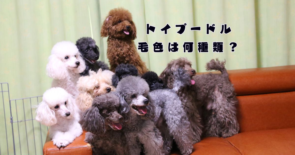 トイプードルの毛色の違いがわかる複数カラーの集合写真