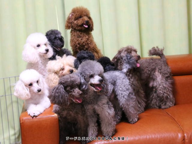 トイプードルの毛色の違いがわかる複数カラーの集合写真