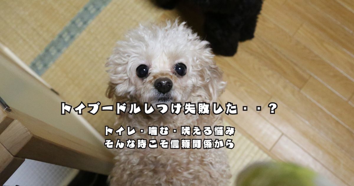 見上げるトイプードル｜しつけ失敗と悩む飼い主へ向けた信頼関係のイメージ写真